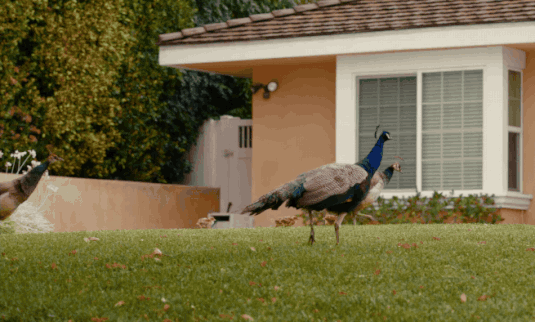 ‘Our Neighbors, the Peacocks’ Paints a Portrait of an Unusual Convergence of Populations